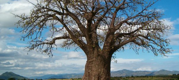 Is baobab the next superfruit