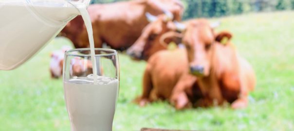 Organic Vs. Conventional Dairy