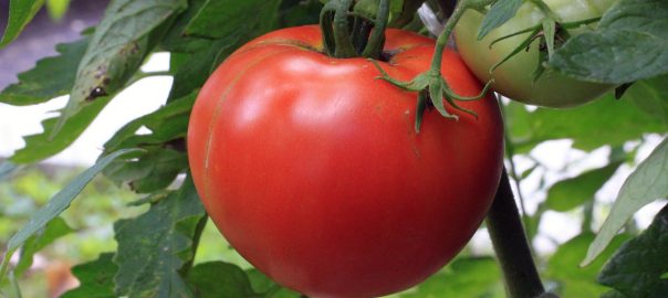 tomato - eating seasonally