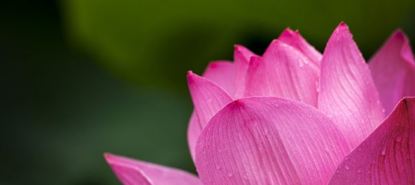 lotus flower - meditation tips